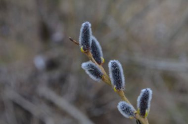 Spring nature background with pussy willow branches. Young furry willow catkins as a one of the earliest signs of spring