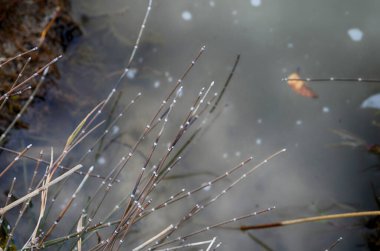 Equisetum hyemale bakınız. Şehir parkında sulanan sert at kuyruğu bitkisi olarak bilinir.