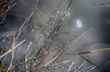 Equisetum hyemale bakınız. Şehir parkında sulanan sert at kuyruğu bitkisi olarak bilinir.