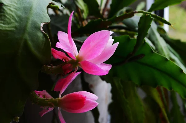 Pembe Epiphyllum orkidesi kaktüs çiçek lekesi ve yeşil arka planda stamen.