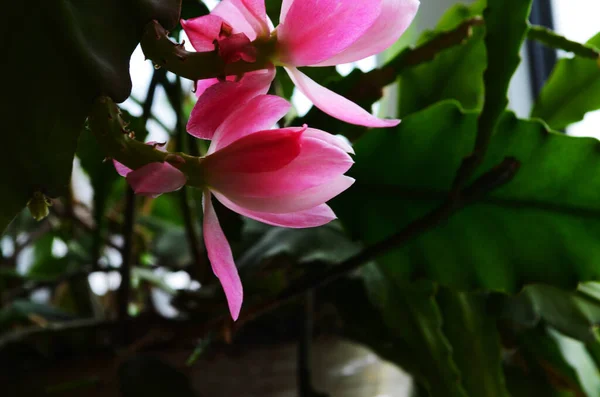 Крупный План Розовый Epiphyllum Орхидеи Кактус Цветок Стигмы Тычинки Зеленом — стоковое фото