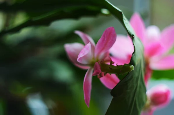 Nahaufnahme Auf Rosa Epiphyllum Orchideenkakteen Stigma Und Staubgefäße Auf Grünem — Stockfoto