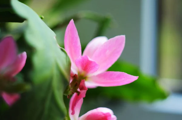 Nahaufnahme Auf Rosa Epiphyllum Orchideenkakteen Stigma Und Staubgefäße Auf Grünem — Stockfoto