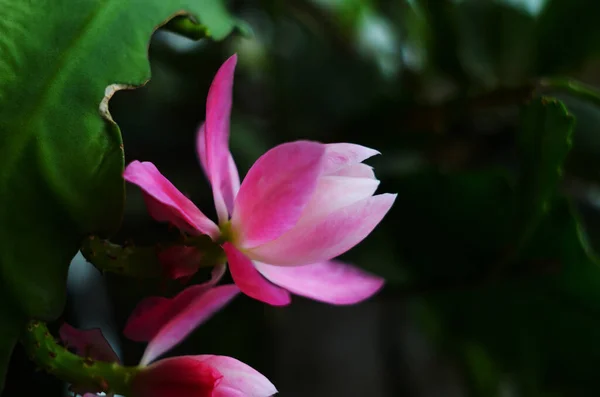 Крупный План Розовый Epiphyllum Орхидеи Кактус Цветок Стигмы Тычинки Зеленом — стоковое фото