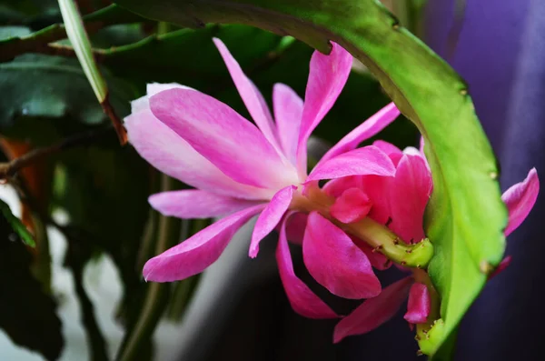 Pembe Epiphyllum orkidesi kaktüs çiçek lekesi ve yeşil arka planda stamen.