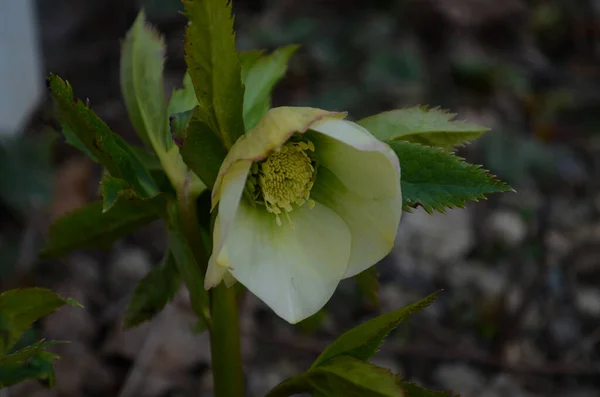 Beyaz Mor Kenarlı Lenten Rose Melez Çiçekler Yeşil Yapraklar Arka — Stok fotoğraf