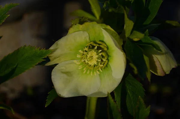 Beyaz Mor Kenarlı Lenten Rose Melez Çiçekler Yeşil Yapraklar Arka — Stok fotoğraf
