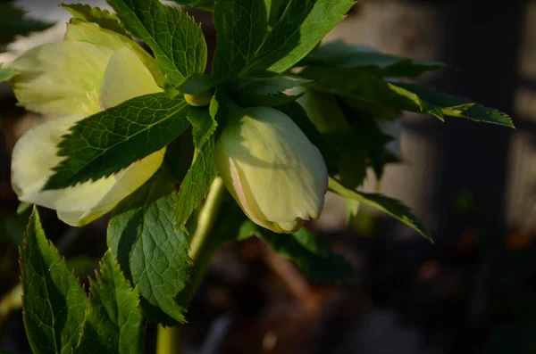 Closeup White Edged Purple Lenten Rose Hybridus Flowers Green Leaves — Stockfoto