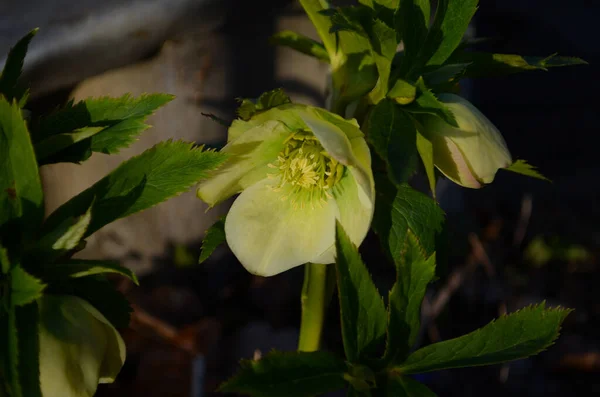 Beyaz Mor Kenarlı Lenten Rose Melez Çiçekler Yeşil Yapraklar Arka — Stok fotoğraf