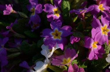 Bahar bahçesinde daimi çuha çiçeği ya da primula. Bahar çiçekleri, primula polyanthus, ilkbahar ormanlarında beyaz çuha çiçekleri. Bahçedeki çuha çiçeğinin güzel renkleri. Doğa arkaplanı