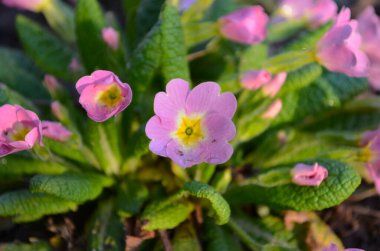 Bahar bahçesinde daimi çuha çiçeği ya da primula. Bahar çiçekleri, primula polyanthus, ilkbahar ormanlarında beyaz çuha çiçekleri. Bahçedeki çuha çiçeğinin güzel renkleri. Doğa arkaplanı