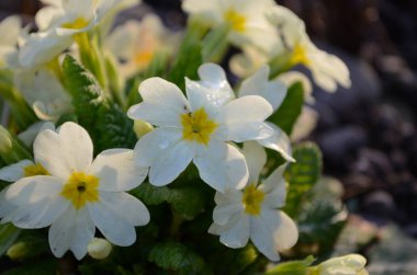 Bahar bahçesinde daimi çuha çiçeği ya da primula. Bahar çiçekleri, primula polyanthus, ilkbahar ormanlarında beyaz çuha çiçekleri. Bahçedeki çuha çiçeğinin güzel renkleri. Doğa arkaplanı