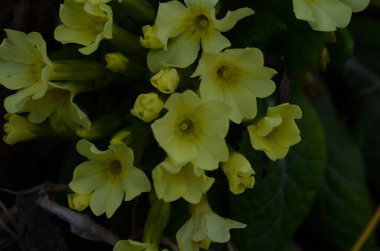 Bahar bahçesinde daimi çuha çiçeği ya da primula. Bahar çiçekleri, primula polyanthus, ilkbahar ormanlarında beyaz çuha çiçekleri. Bahçedeki çuha çiçeğinin güzel renkleri. Doğa arkaplanı