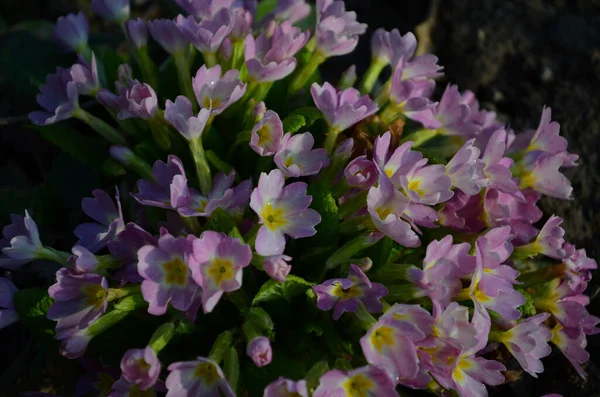 Wieloletnia Pierwiosnka Lub Prymula Wiosennym Ogrodzie Wiosna Pierwiosnki Kwiaty Primula — Zdjęcie stockowe