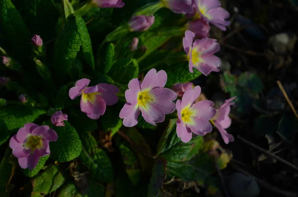 Flerårig Primula Eller Primula Vårträdgården Våren Primulor Blommor Primula Polyanthus — Stockfoto