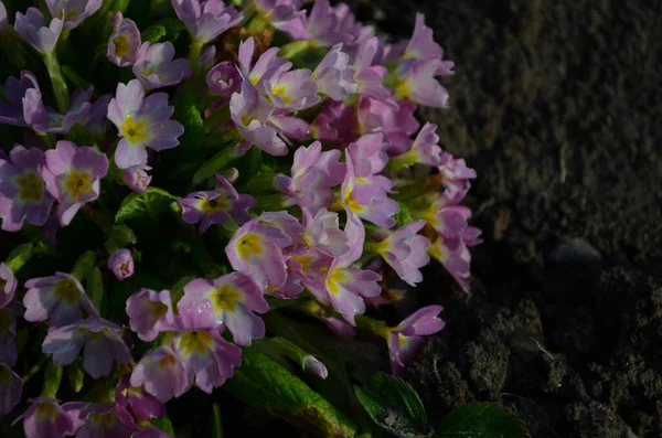Wieloletnia Pierwiosnka Lub Prymula Wiosennym Ogrodzie Wiosna Pierwiosnki Kwiaty Primula — Zdjęcie stockowe
