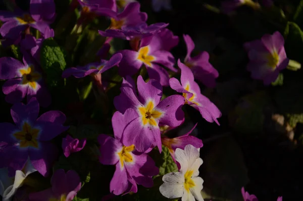 Flerårig Primula Eller Primula Vårträdgården Våren Primulor Blommor Primula Polyanthus — Stockfoto