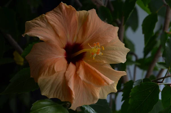 Exotic double orange hibiscus flower directly above view, blooming orange hibiscus close up, at home