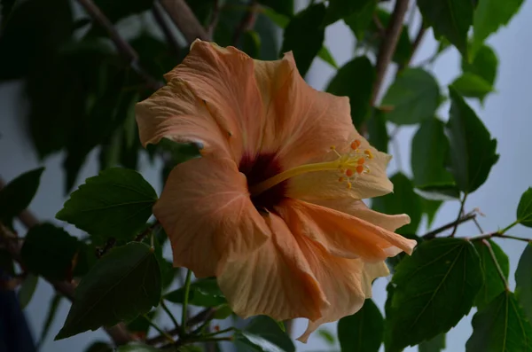 Egzotikus Dupla Narancs Hibiszkusz Virág Közvetlenül Felette Látható Virágzó Narancs — Stock Fotó