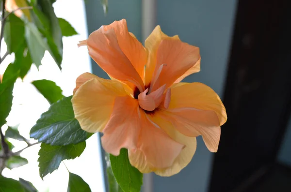 Exotic Double Orange Hibiscus Flower Directly View Blooming Orange Hibiscus — Stock Photo, Image