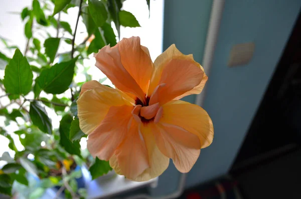 Egzotyczne Dwupomarańczowy Hibiskus Kwiat Bezpośrednio Nad Widokiem Kwitnący Hibiskus Pomarańczowy — Zdjęcie stockowe