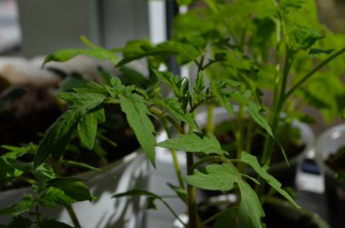 Domates filizli sera, filizli domates, saksı domates tohumu. Bahar Tohumları.