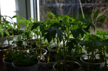 Domates filizli sera, filizli domates, saksı domates tohumu. Bahar Tohumları.