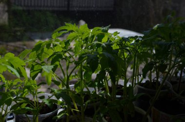 Domates filizli sera, filizli domates, saksı domates tohumu. Bahar Tohumları.