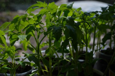 Domates filizli sera, filizli domates, saksı domates tohumu. Bahar Tohumları.