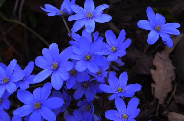 Hepatica Nobilis Frequentes Hepatica Hipericão Hipericão Pennywort Anemone Hepatica — Fotografia de Stock