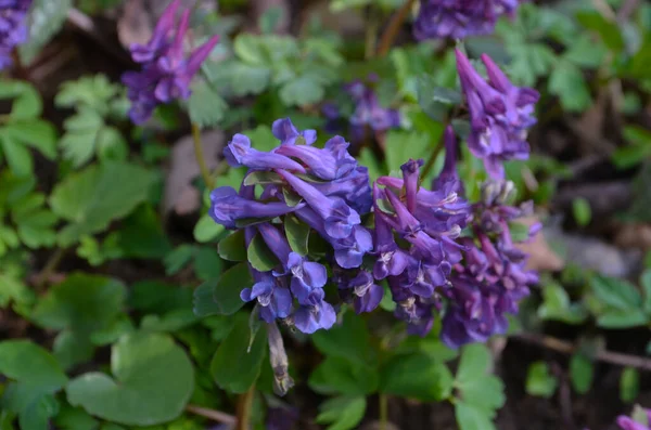 Natural Spring Background Corydalis Solida Fumewort Flowers Nature — 스톡 사진