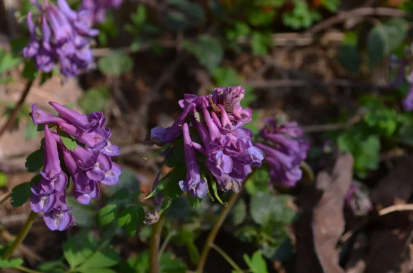 Naturalne Źródło Tła Corydalis Solida Fumewort Kwiaty Przyrodzie — Zdjęcie stockowe