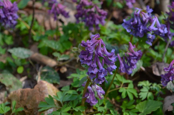 Natural Spring Background Corydalis Solida Fumewort Flowers Nature — 스톡 사진