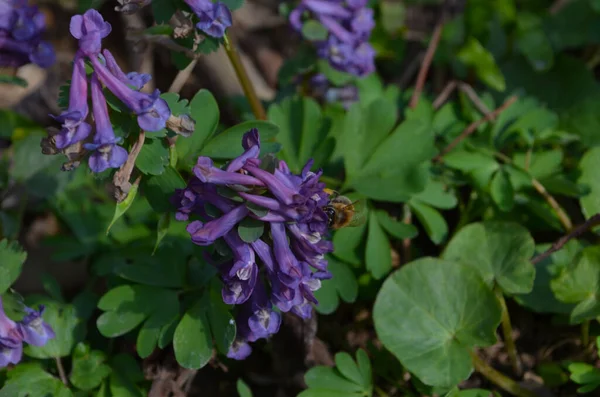 Natural Spring Background Corydalis Solida Fumewort Flowers Nature — 스톡 사진