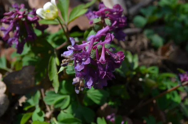 Doğal Bahar Arkaplanı Doğada Corydalis Soda Duman Otu Çiçekleri — Stok fotoğraf