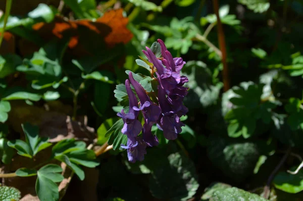 Natural Spring Background Corydalis Solida Fumewort Flowers Nature — 스톡 사진