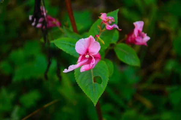 Impatiens glandulifera ya da Himalaya Balsam