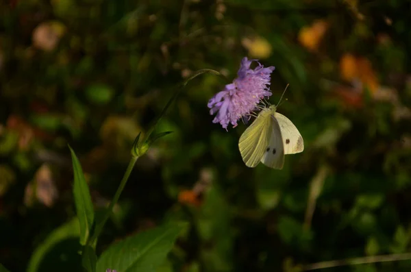 Белая Бабочка Pieris Brassicae Розовом Цветке — стоковое фото