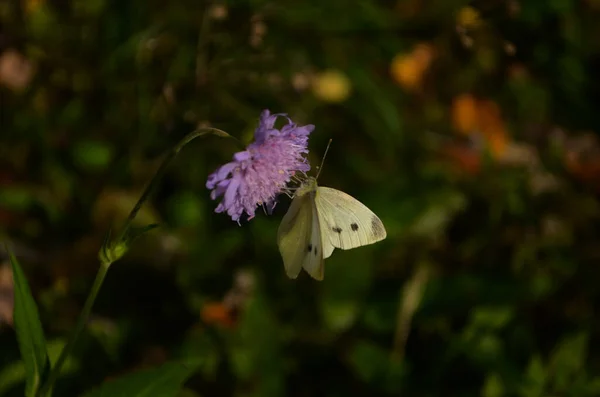 Белая Бабочка Pieris Brassicae Розовом Цветке — стоковое фото