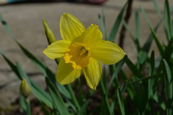 Macro Photo de narcisse de fleurs jaunes. Contexte narcisse de jonquille aux feuilles vertes. — Photo