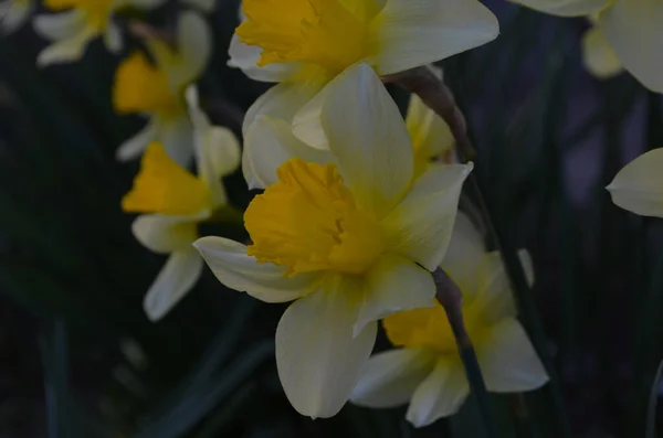 Macro Photo de narcisse de fleurs jaunes. Contexte narcisse de jonquille aux feuilles vertes. — Photo