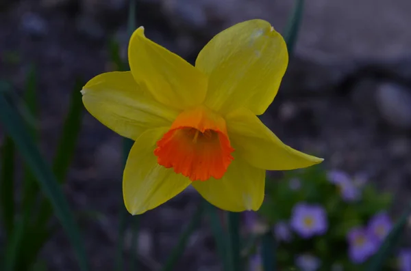 Makrofoto der gelben Blüten Narzisse. Hintergrund Narzisse mit grünen Blättern. — Stockfoto