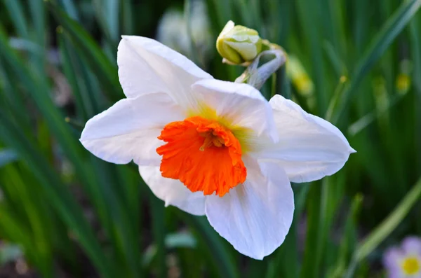 Макро фото желтых цветков нарцисса. Предпосылки / контекст Daffodil narcissus with green leaves. — стоковое фото