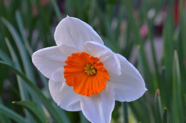 Макро фото желтых цветков нарцисса. Предпосылки / контекст Daffodil narcissus with green leaves. — стоковое фото