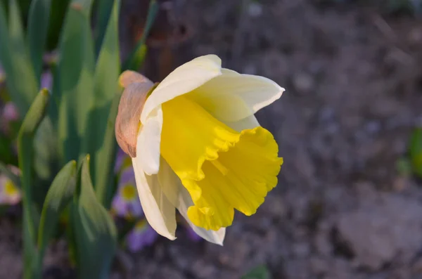 Macro Foto de flores amarillas narcisas. Antecedentes Narciso narciso con hojas verdes. — Foto de Stock