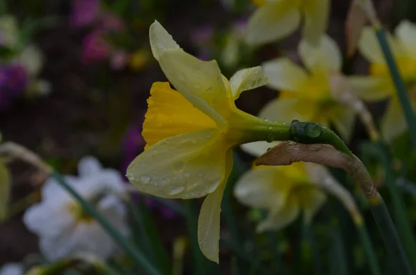 Makro foto žlutých květin narcisu. Pozadí Daffodil narcis se zelenými listy. — Stock fotografie