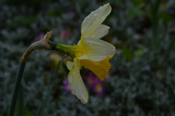 Macro Photo of yellow flower narcissus. 배경 다모 딜 수선화, 녹색 잎이 달린 잎. — 스톡 사진