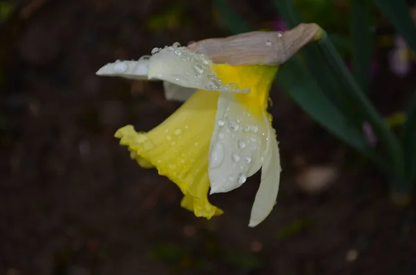 Makro Foto av gula blommor narcissus. Bakgrund Påsklilja narcissus med gröna blad. — Stockfoto