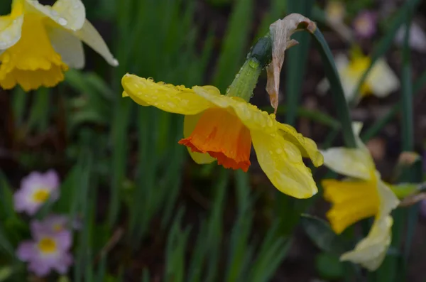 Macro Photo de narcisse de fleurs jaunes. Contexte narcisse de jonquille aux feuilles vertes. — Photo