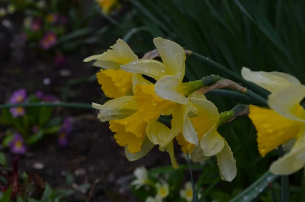 Macro Photo of yellow flowers narcissus. Background Daffodil narcissus with green leaves. — Stock Photo, Image